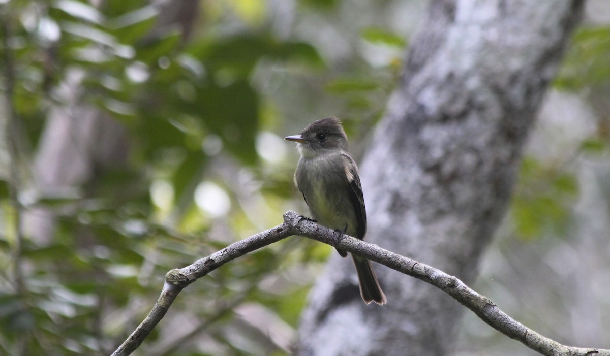 Northern Tropical Pewee - Jessica Johnson