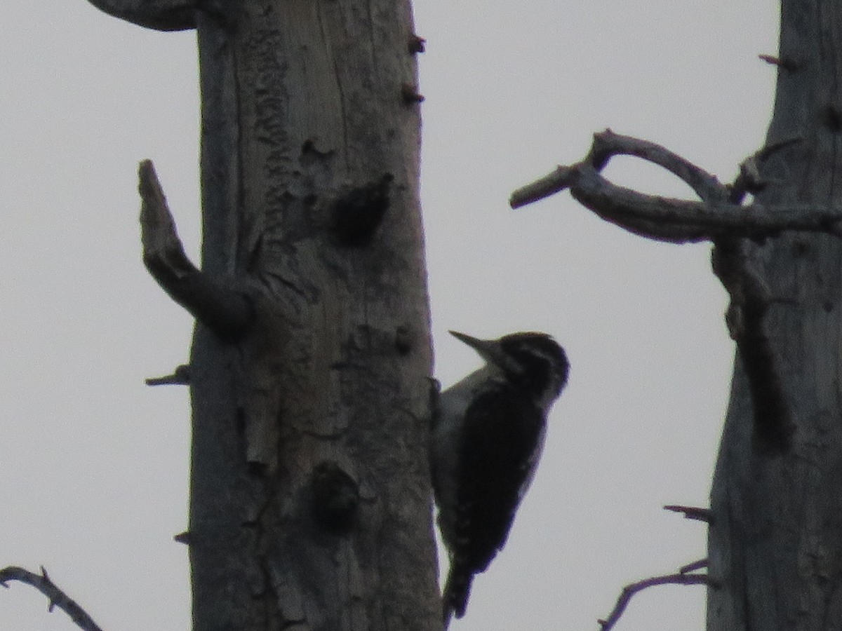 American Three-toed Woodpecker (Rocky Mts.) - ML361990431