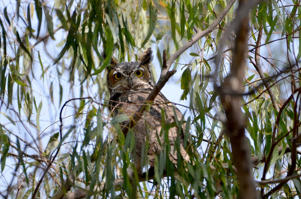 Great Horned Owl - ML361991461