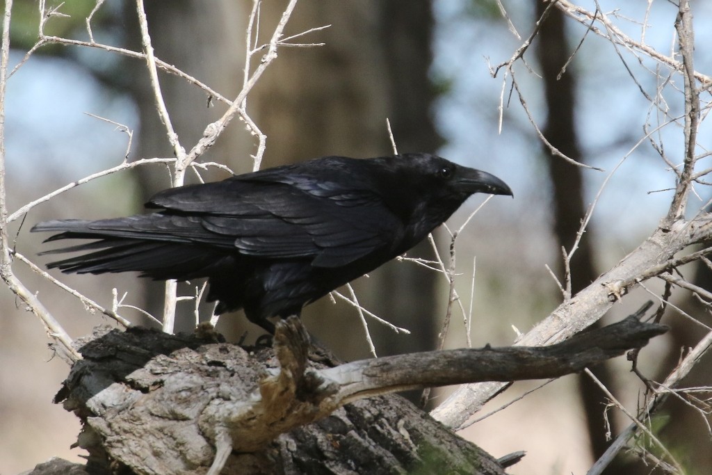 Chihuahuan Raven - Maurice Raymond
