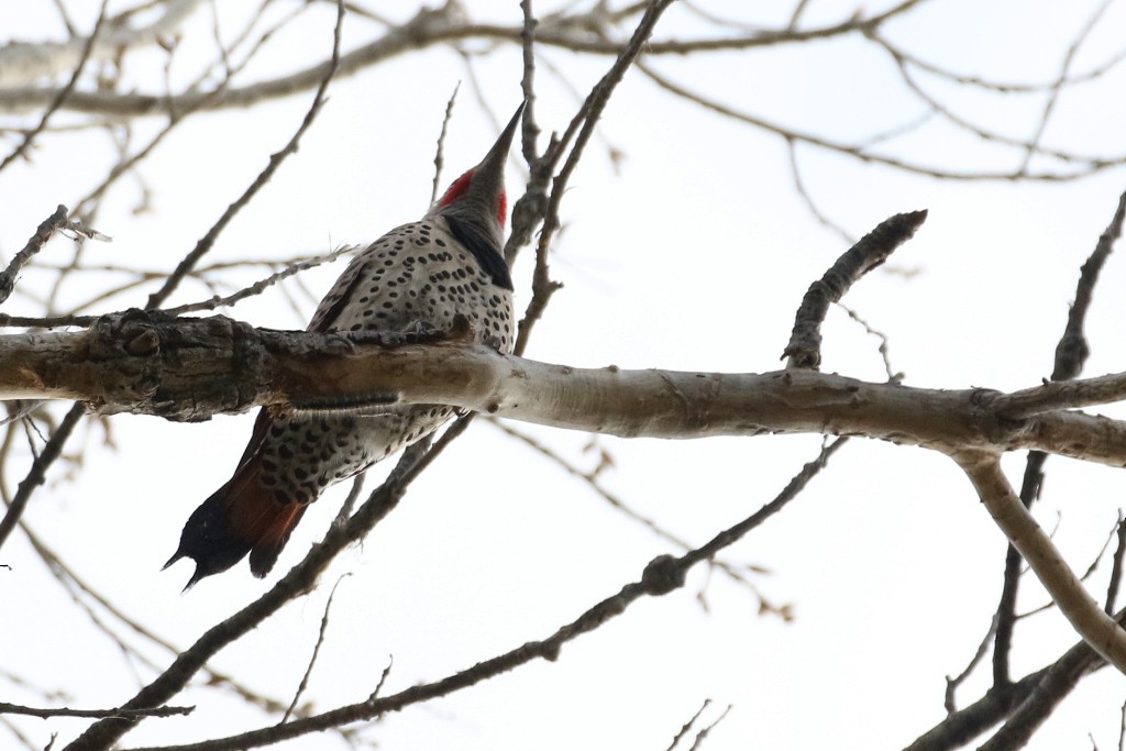 Northern Flicker (Red-shafted) - ML36199451
