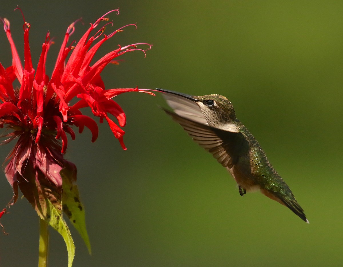 Ruby-throated Hummingbird - Denise  McIsaac