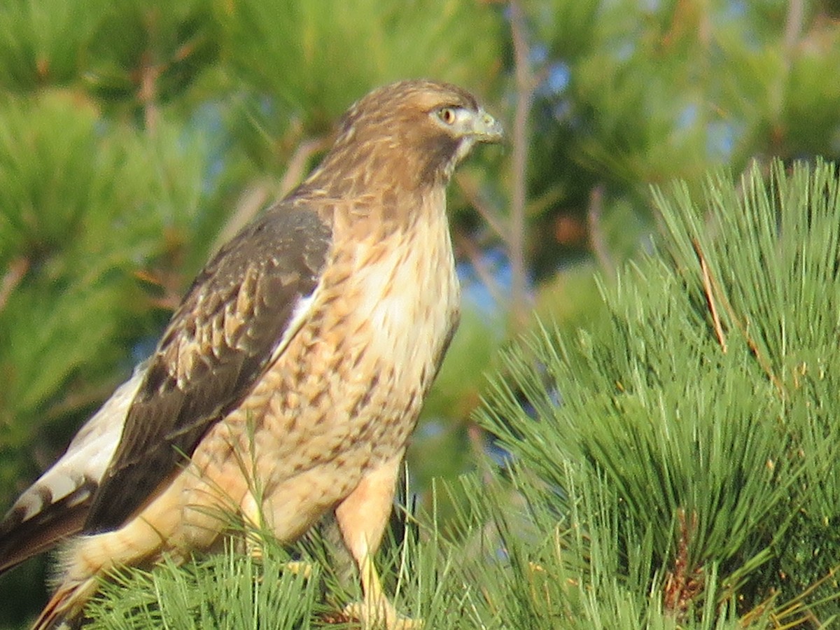 Red-tailed Hawk - Laura Wilson