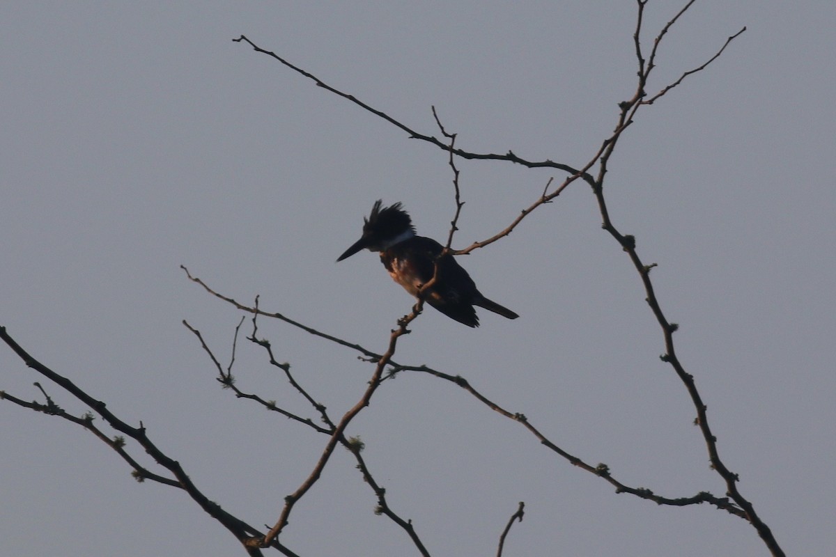 Belted Kingfisher - ML362007151