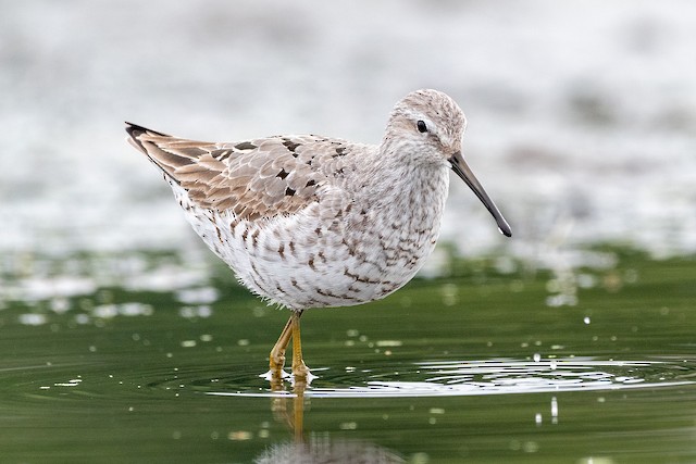 stilt sandpiper winter