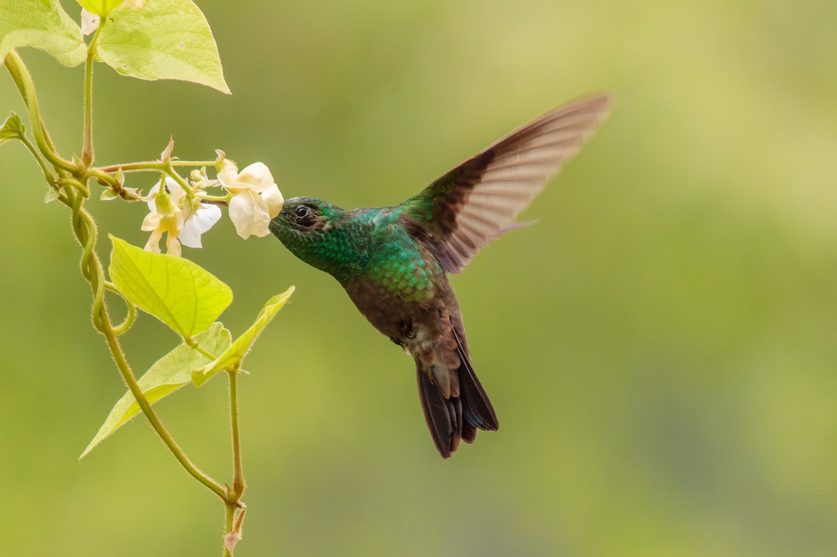 Green-bellied Hummingbird - ML362012171