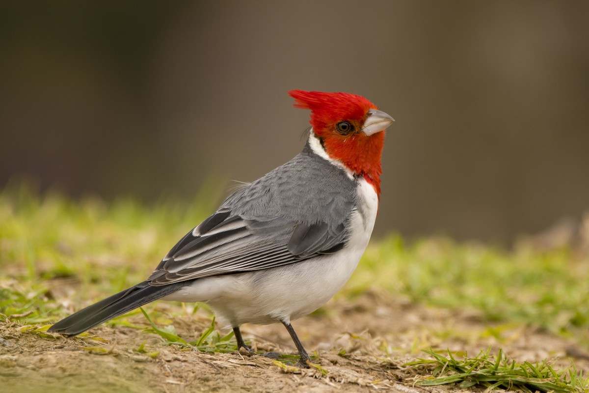 Red-crested Cardinal - ML362014101