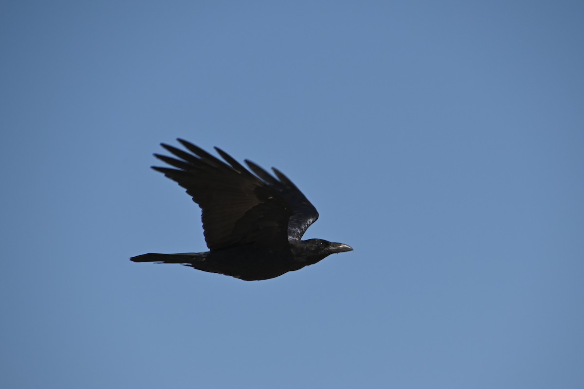 Common Raven - ML362015041