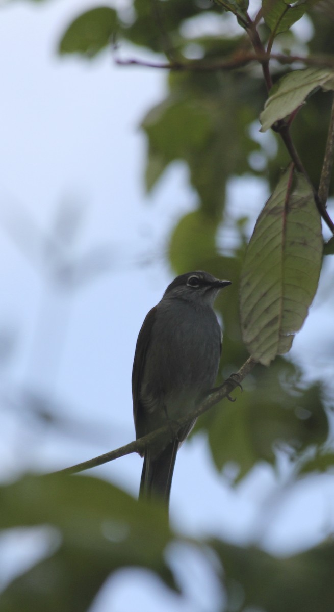 Brown-backed Solitaire - ML36201831