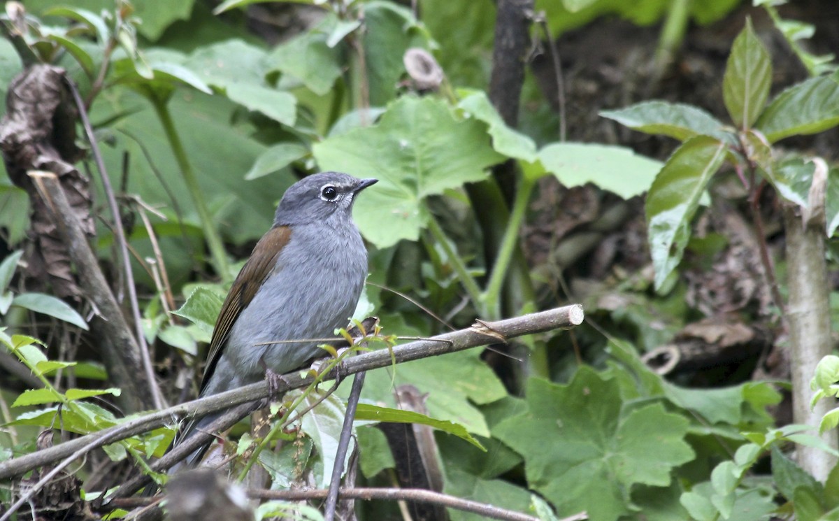 Brown-backed Solitaire - ML36201861