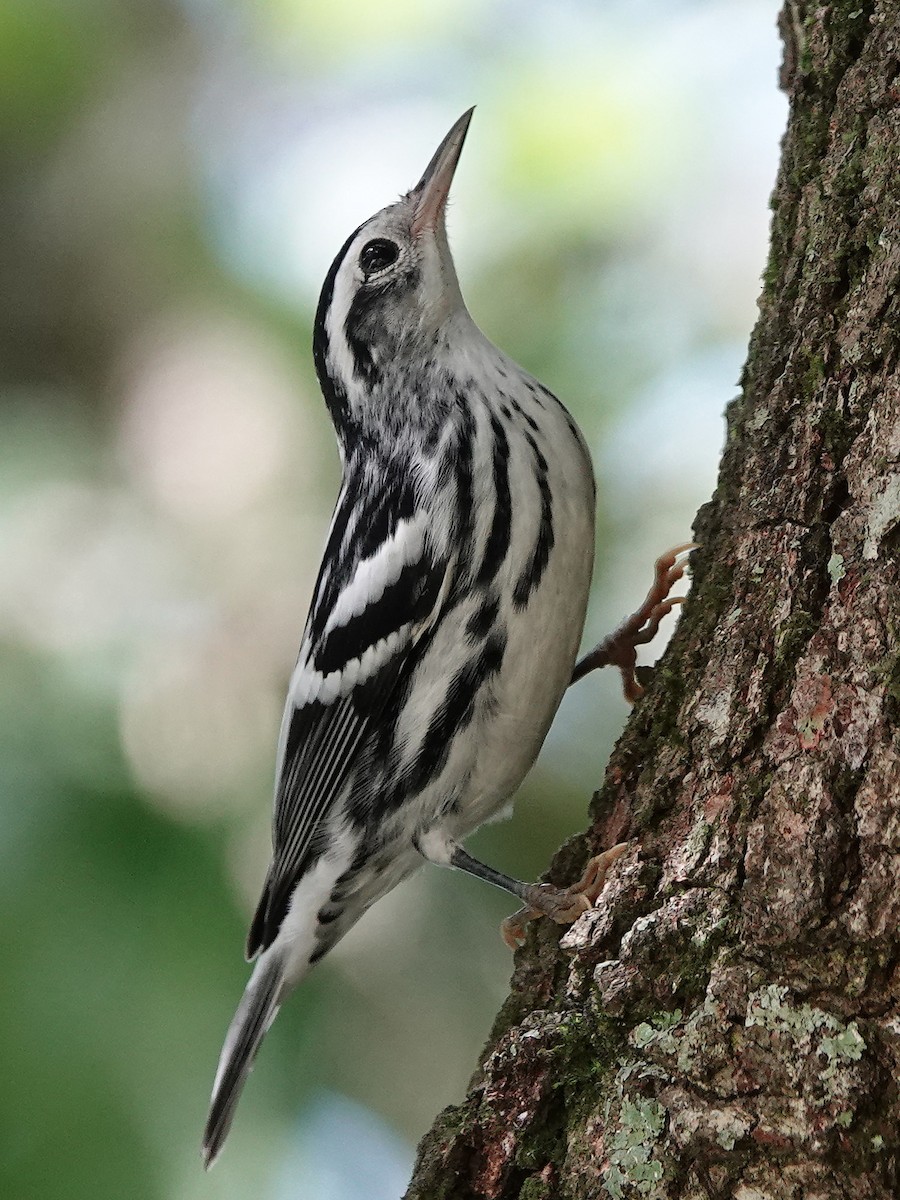 Black-and-white Warbler - ML362021631