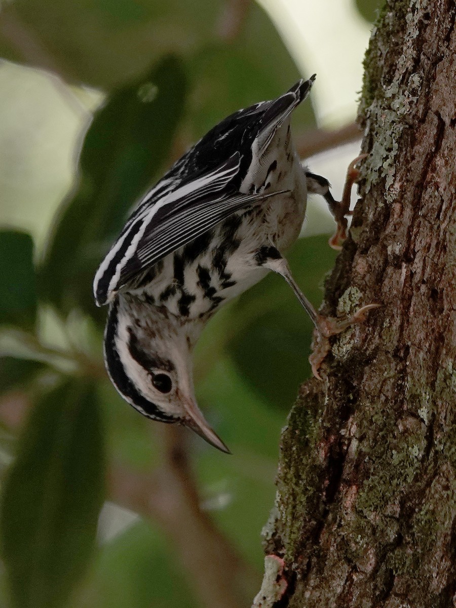 Black-and-white Warbler - ML362021771