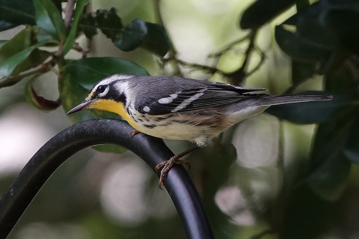 Yellow-throated Warbler - ML362022941