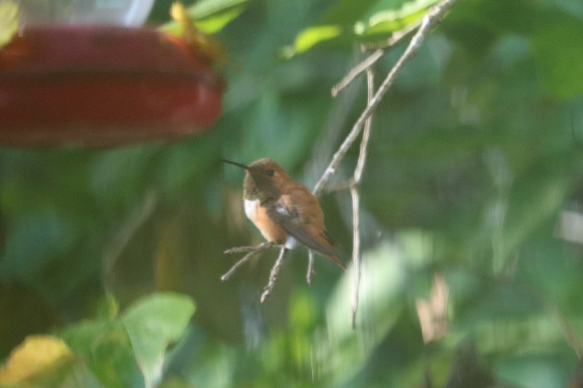 Rufous Hummingbird - philip Hester
