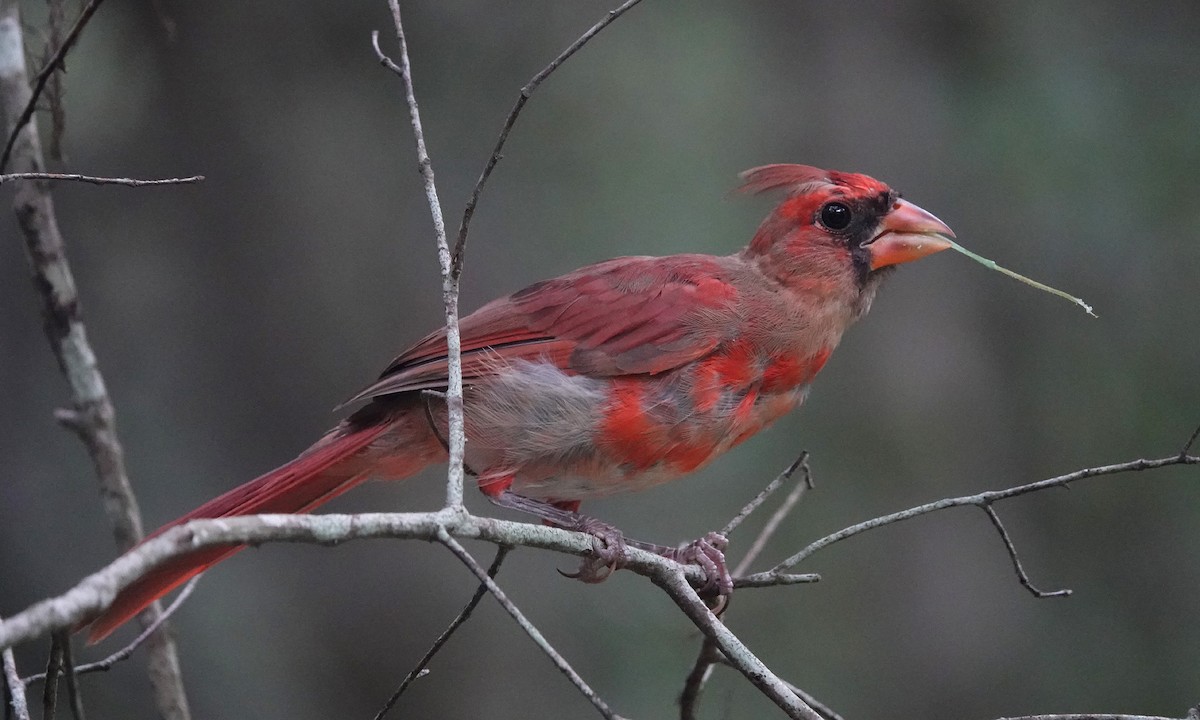 Northern Cardinal - Jane Mann