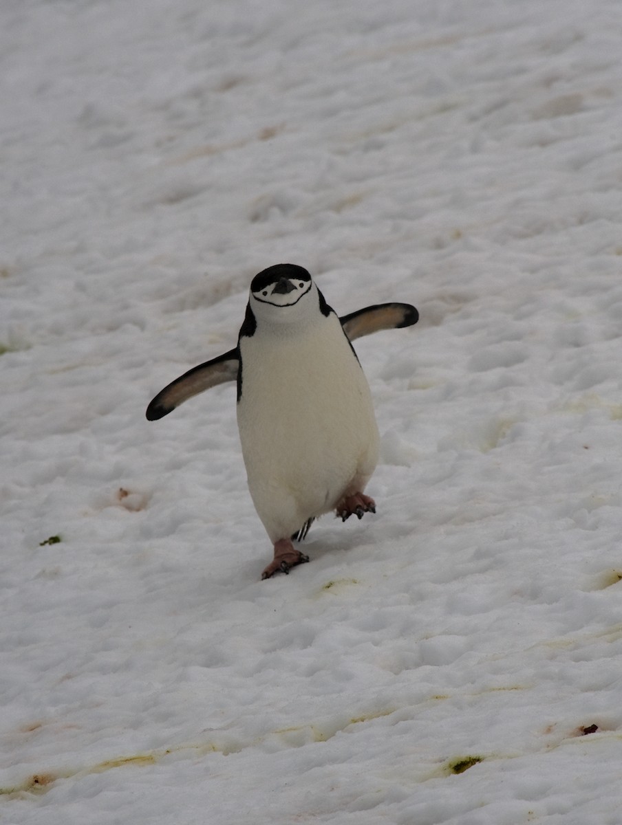 Антарктический пингвин - ML362025891