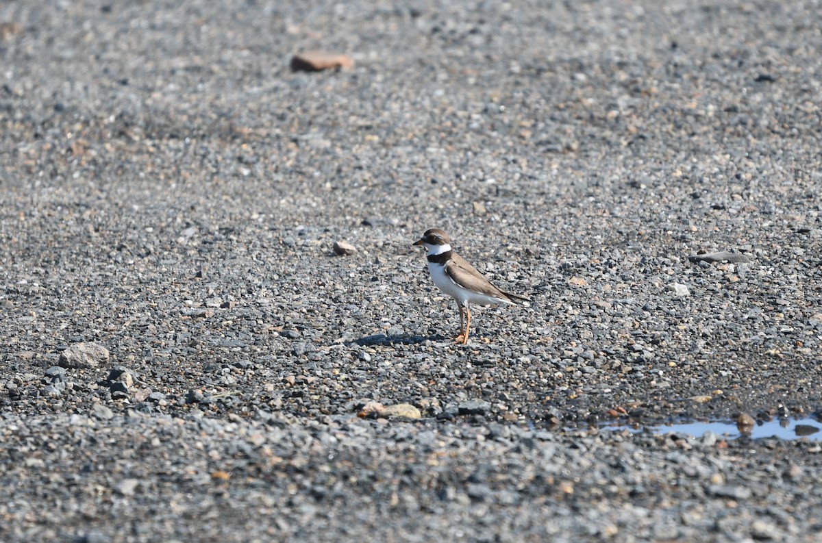 Semipalmated Plover - Tim Swain