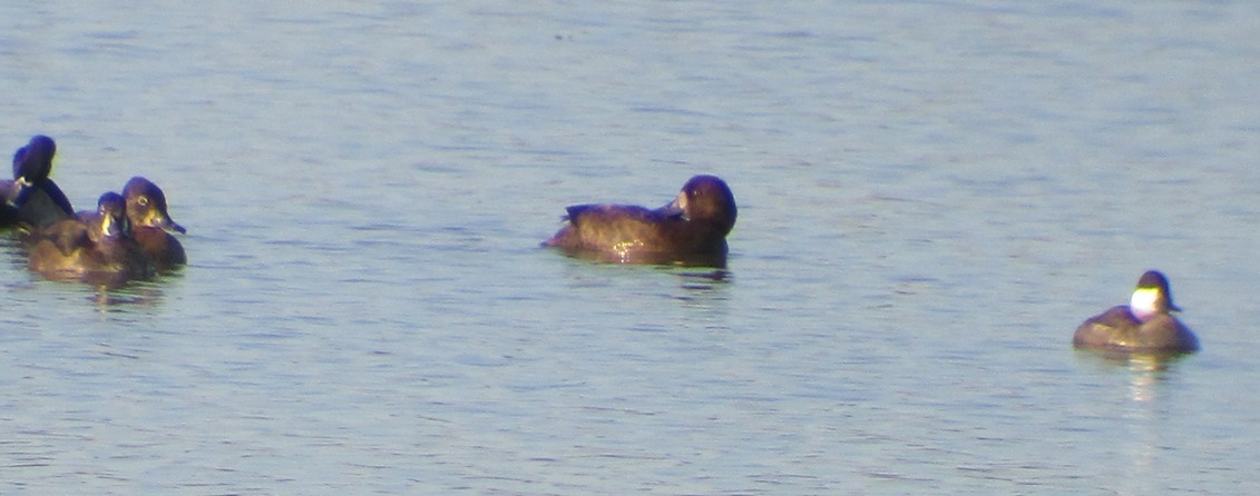 Greater Scaup - Steve Nord