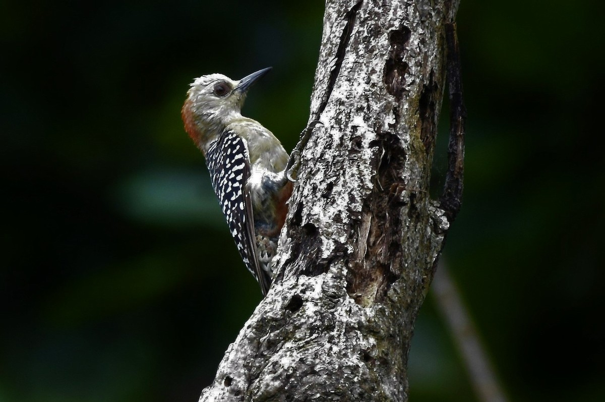 Red-crowned Woodpecker - Chris Rohrer