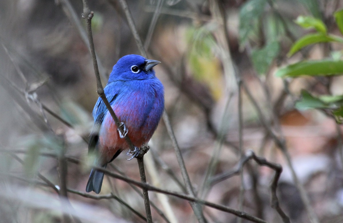 Rose-bellied Bunting - Jessica Johnson