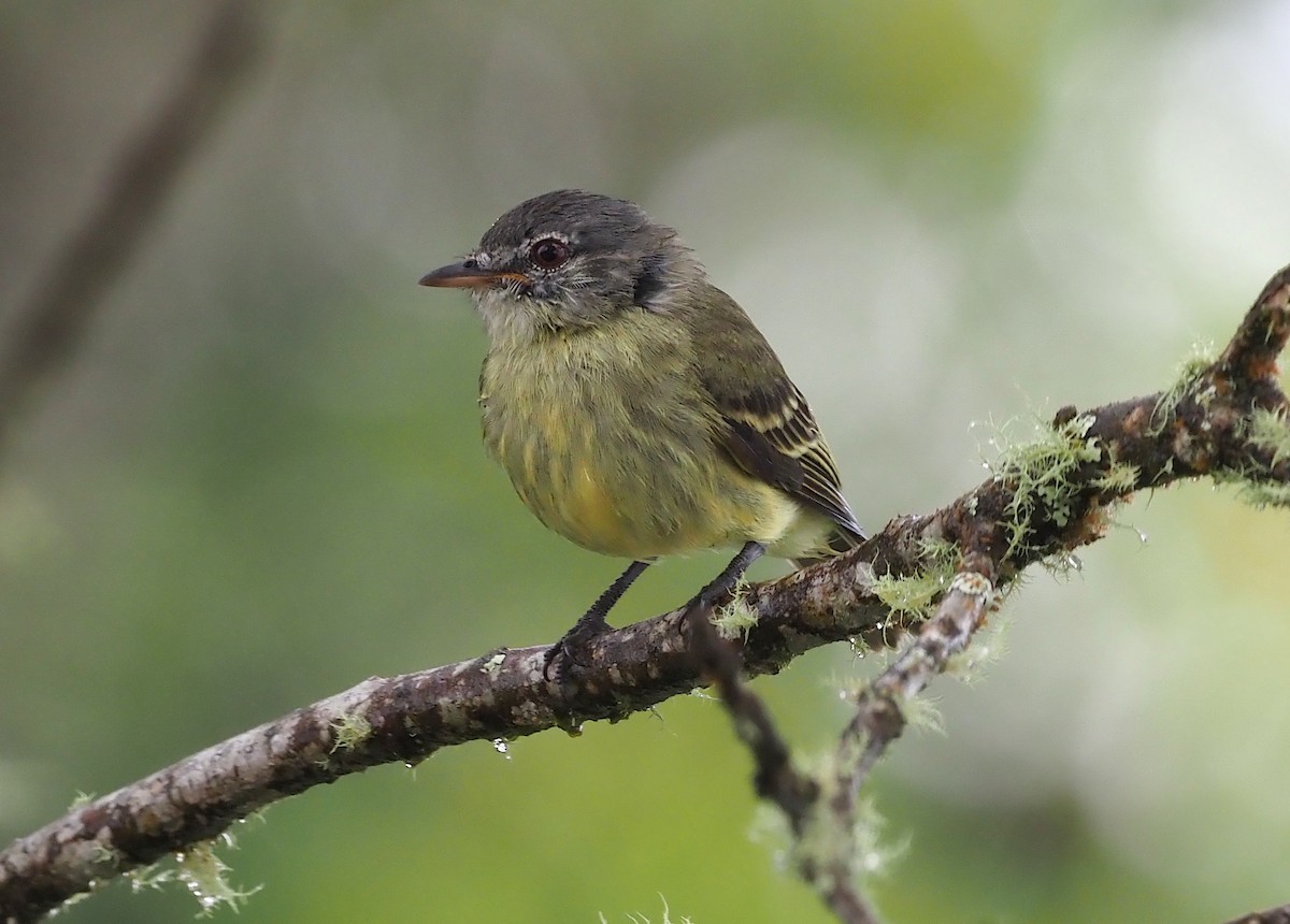 White-fronted Tyrannulet (White-fronted) - ML362037731