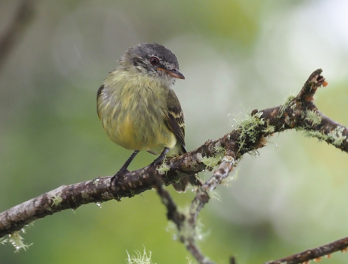White-fronted Tyrannulet (White-fronted) - Stephan Lorenz