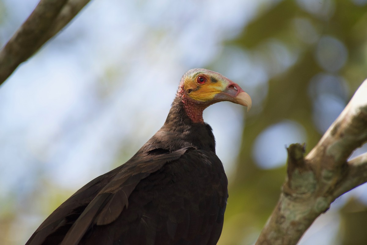Lesser Yellow-headed Vulture - ML362042861