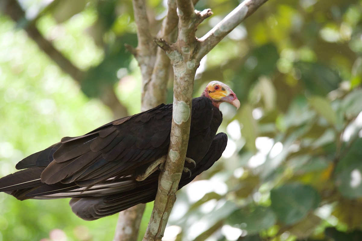 Lesser Yellow-headed Vulture - ML362042941