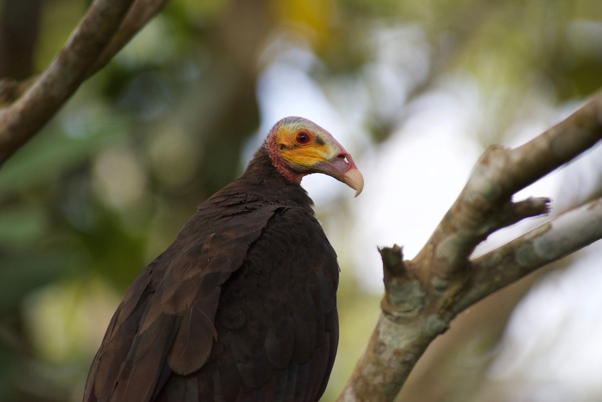 Lesser Yellow-headed Vulture - ML362042951