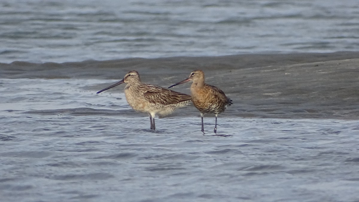 Asian Dowitcher - ML362045171