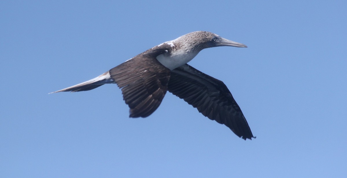 Blue-footed Booby - Jessica Johnson