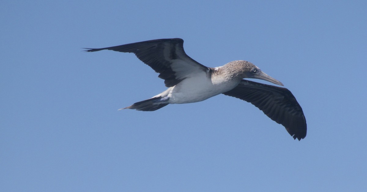 Blue-footed Booby - ML36204951