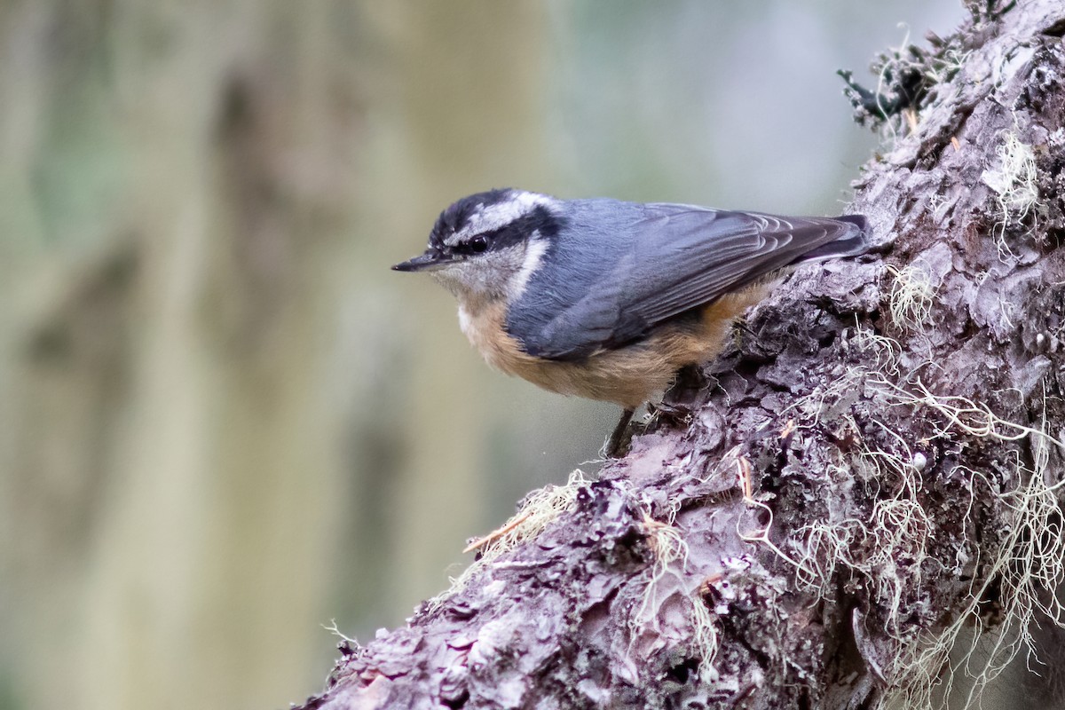 Red-breasted Nuthatch - ML362049761