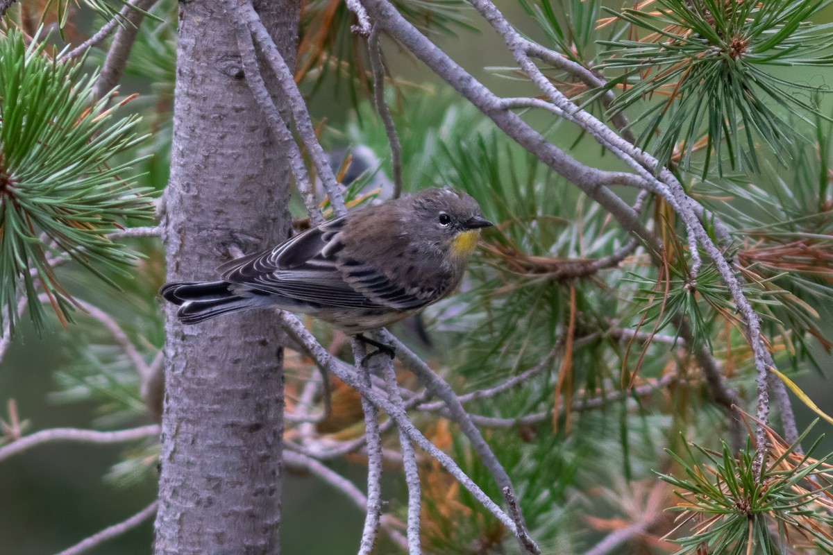 Yellow-rumped Warbler (Audubon's) - ML362049931