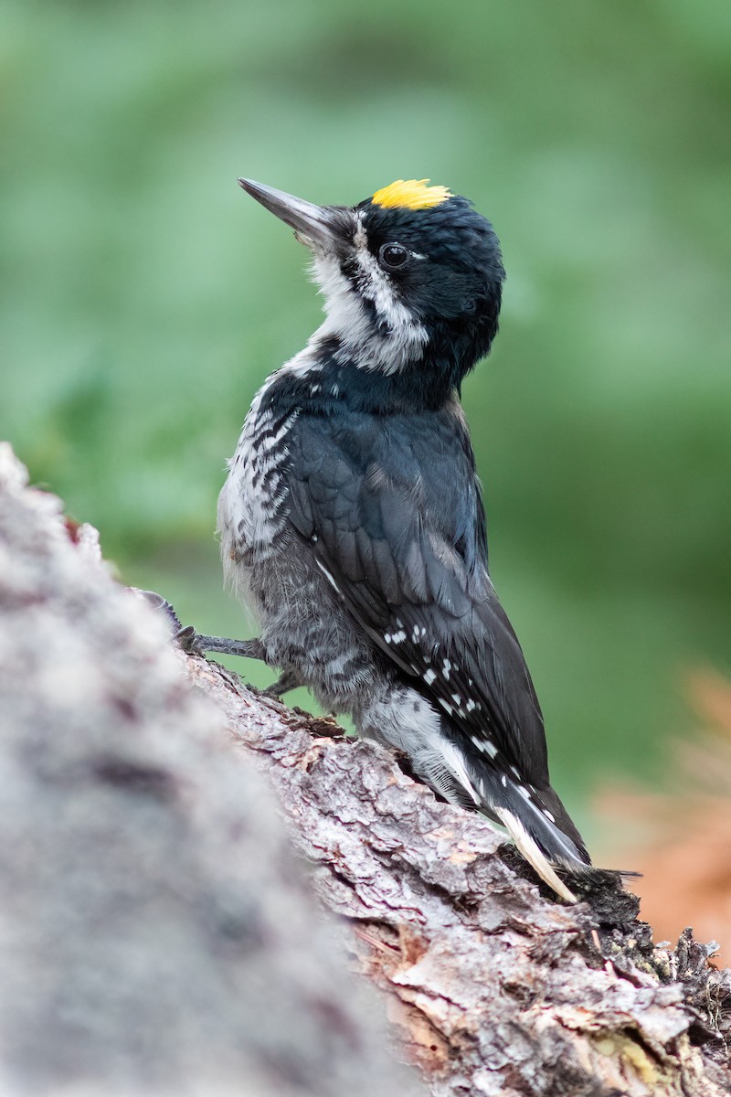 Black-backed Woodpecker - ML362049971
