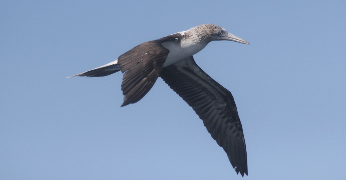 Blue-footed Booby - ML36205001