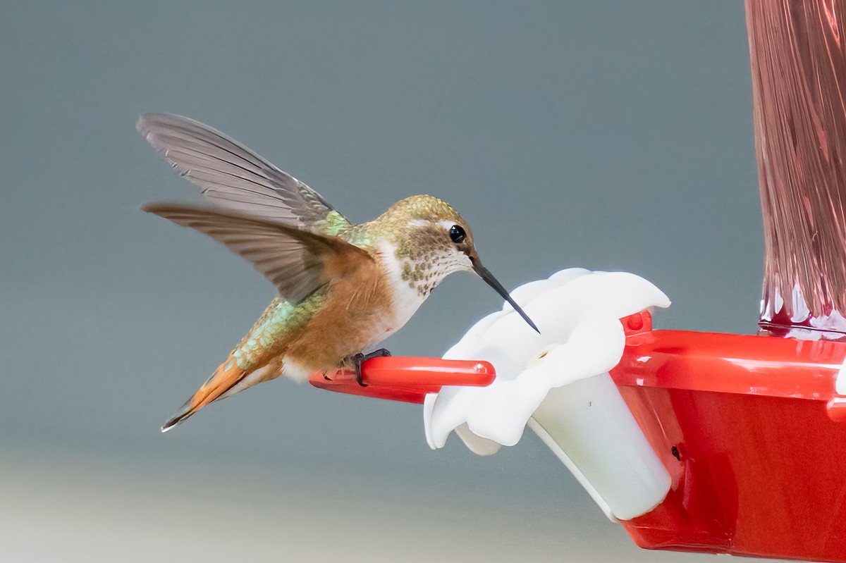 Rufous Hummingbird - Jerry Vanbebber