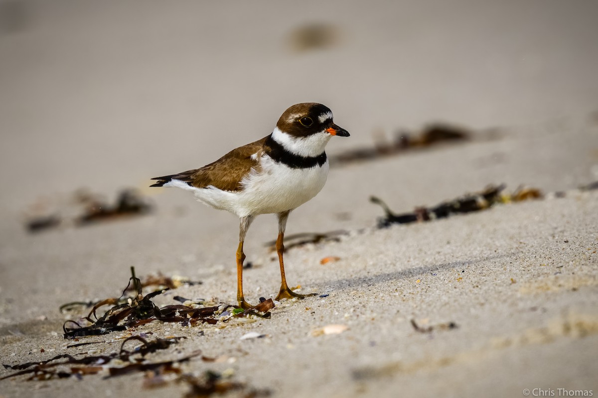 Semipalmated Plover - ML362051931