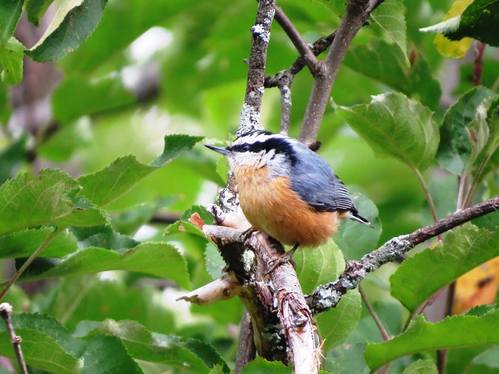 Red-breasted Nuthatch - Jerry Smith