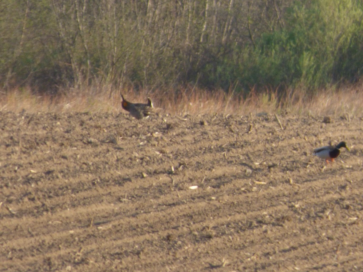 Greater Prairie-Chicken - ML362060011