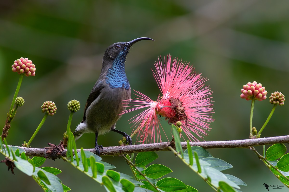 Seychelles Sunbird - Zoltan Kovacs