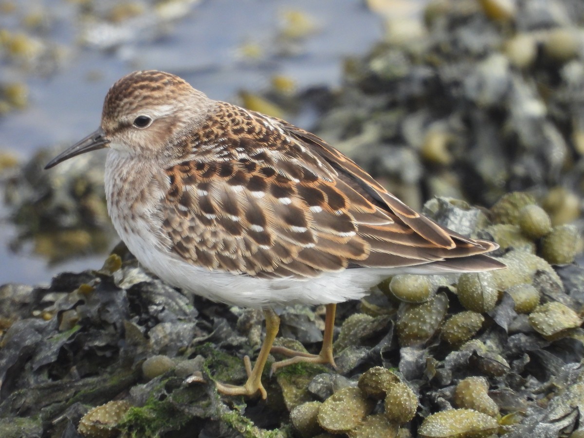 Least Sandpiper - Colby Neuman