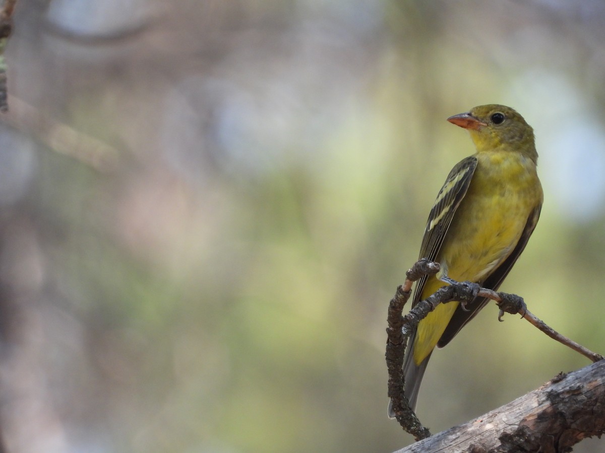 Western Tanager - ML362068561