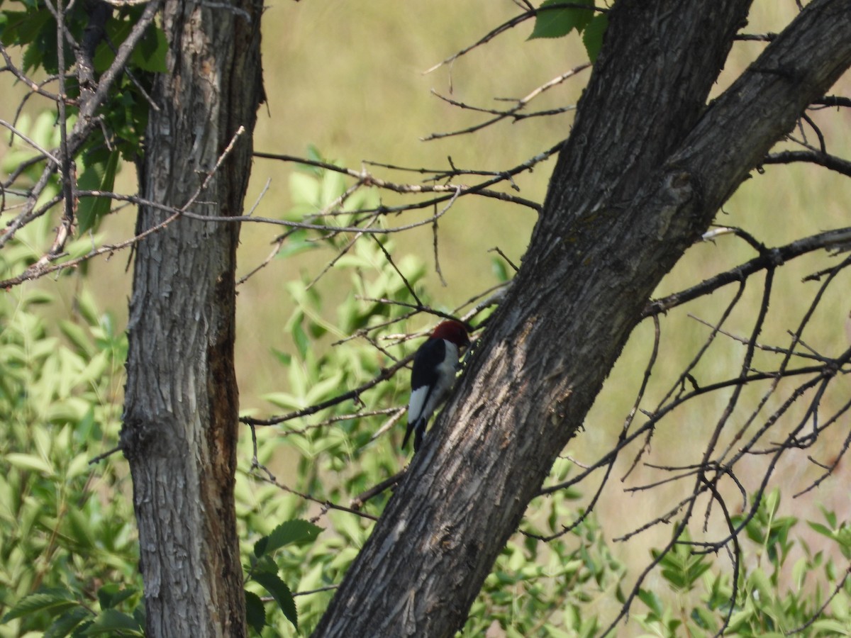 Red-headed Woodpecker - Matthew Maciosek