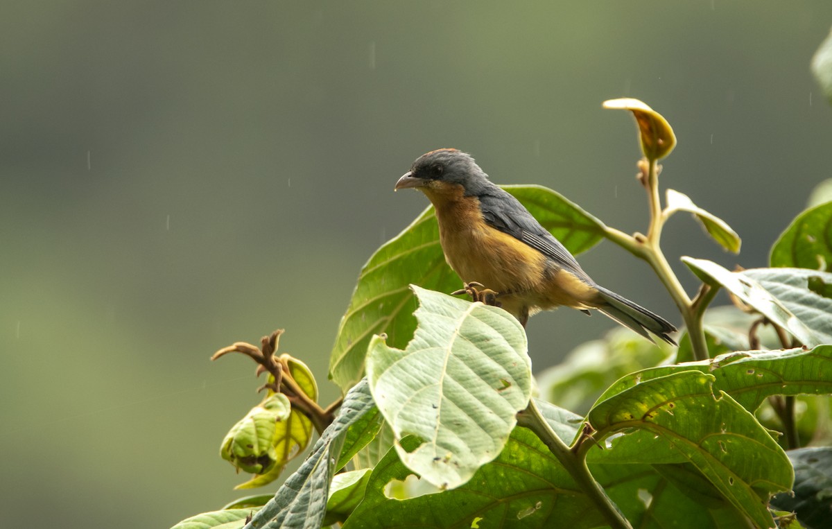 Rufous-crested Tanager - ML362072121