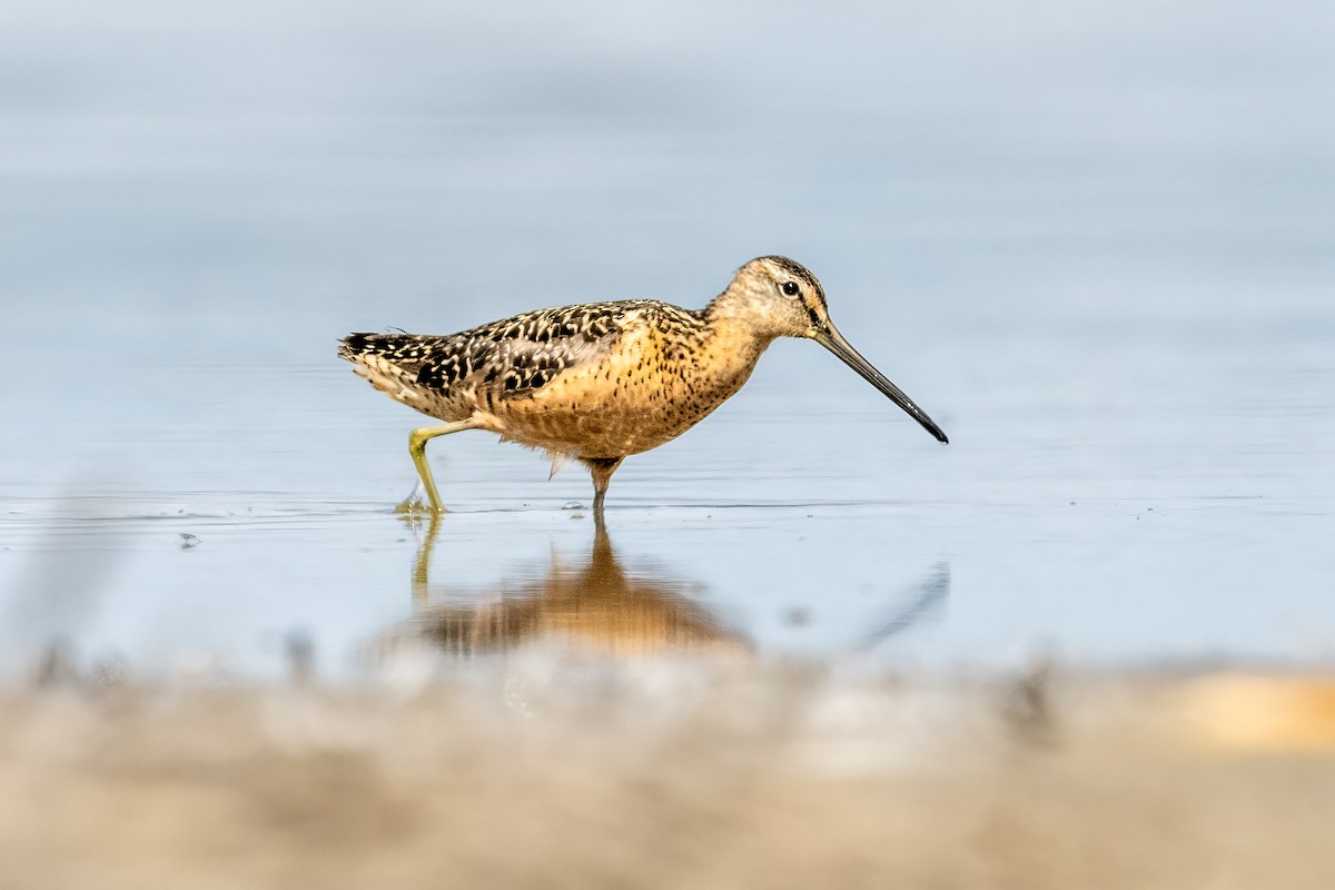Short-billed Dowitcher - Bob Bowhay
