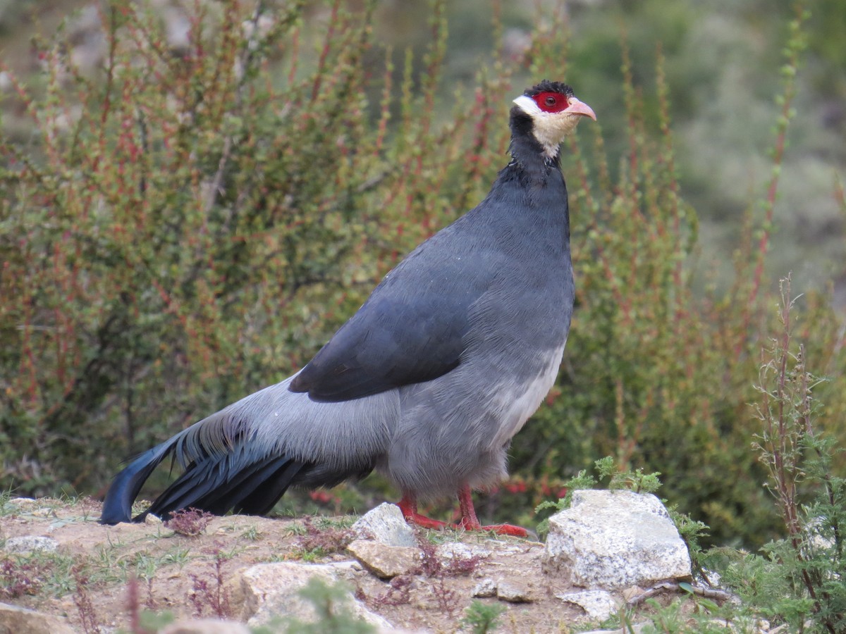 Tibetan Eared-Pheasant - ML36207541