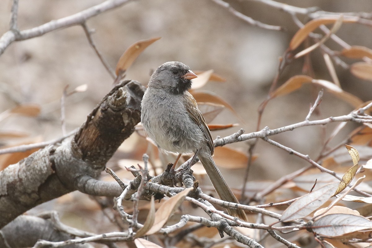 Black-chinned Sparrow - ML362075471