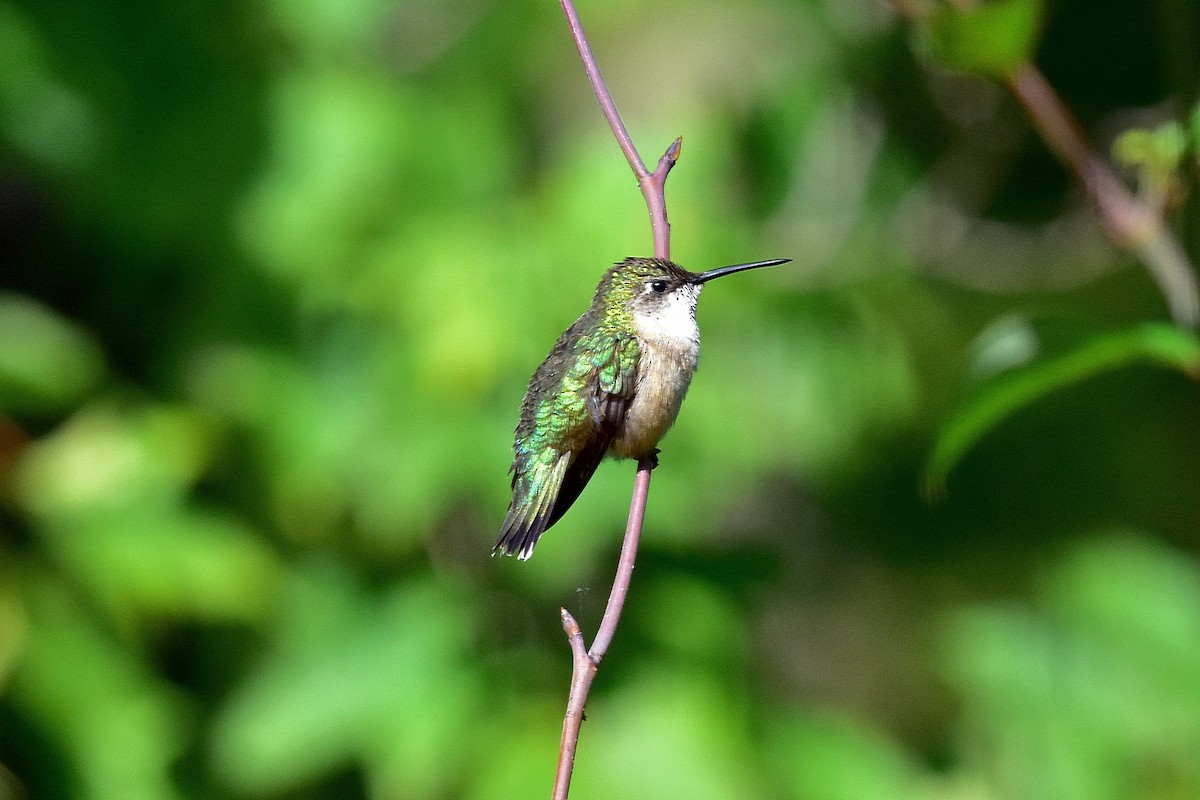 Ruby-throated Hummingbird - ML36207651