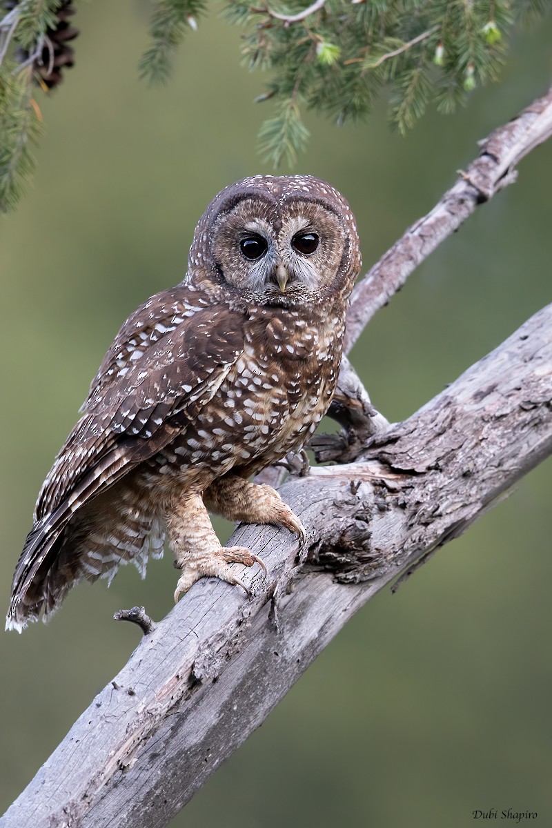 Spotted Owl (California) - Dubi Shapiro